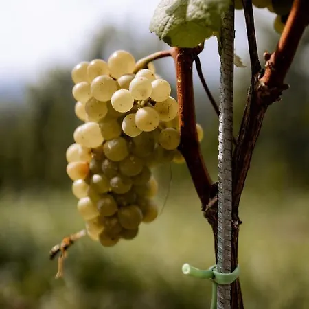 Gaestehaus Dworschak * Leutschach