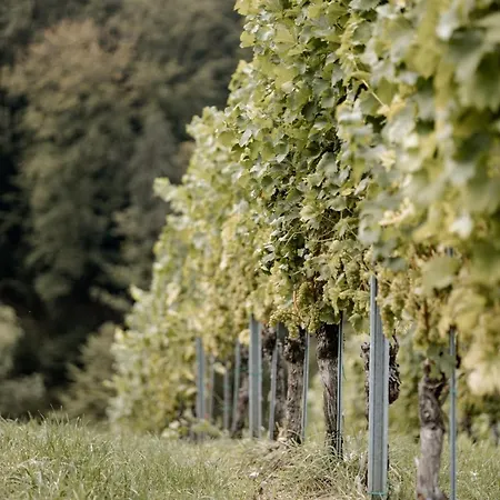 Gaestehaus Dworschak * 루트스카치