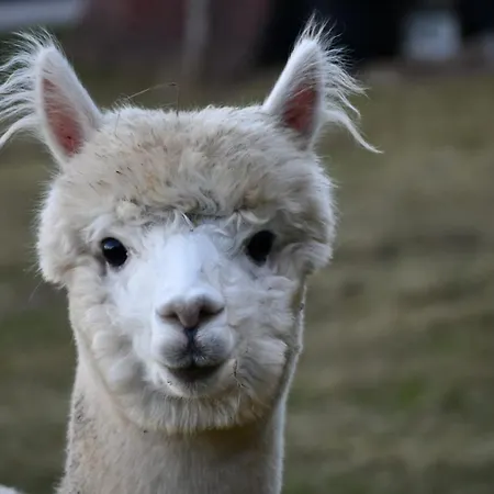 Apartament Gaestehaus Dworschak Leutschach