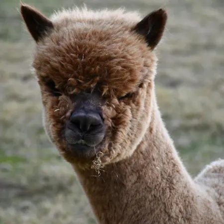 Gaestehaus Dworschak Leutschach