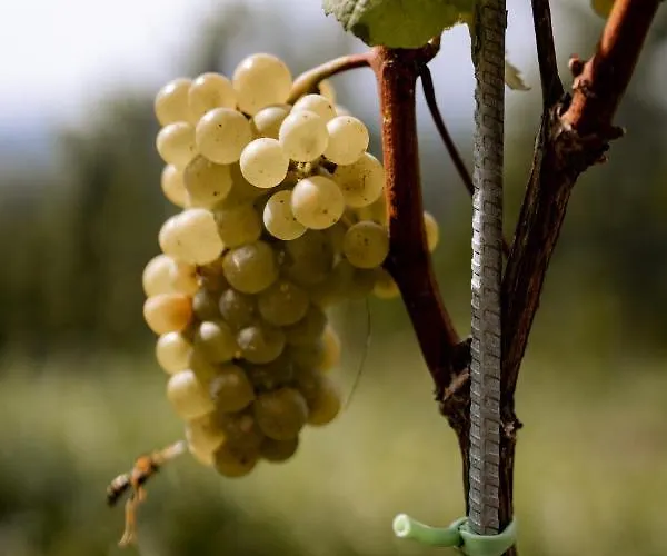 Gaestehaus Dworschak * ليوتسشاخ