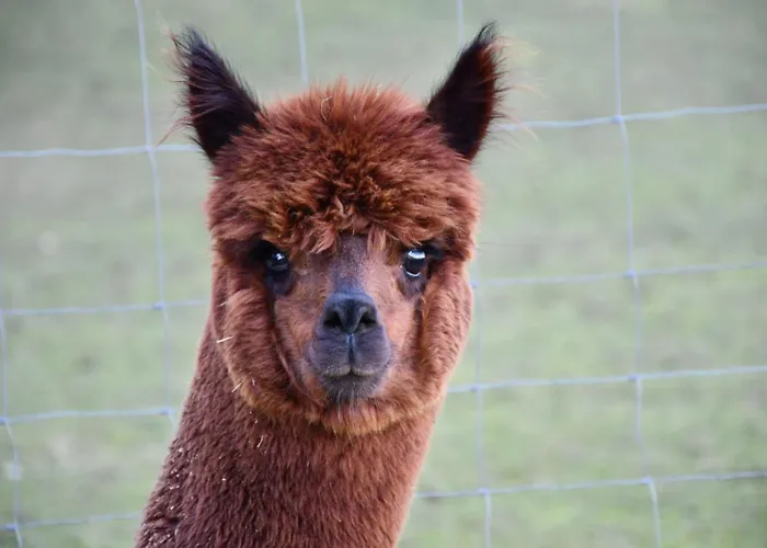 شقة Gaestehaus Dworschak ليوتسشاخ