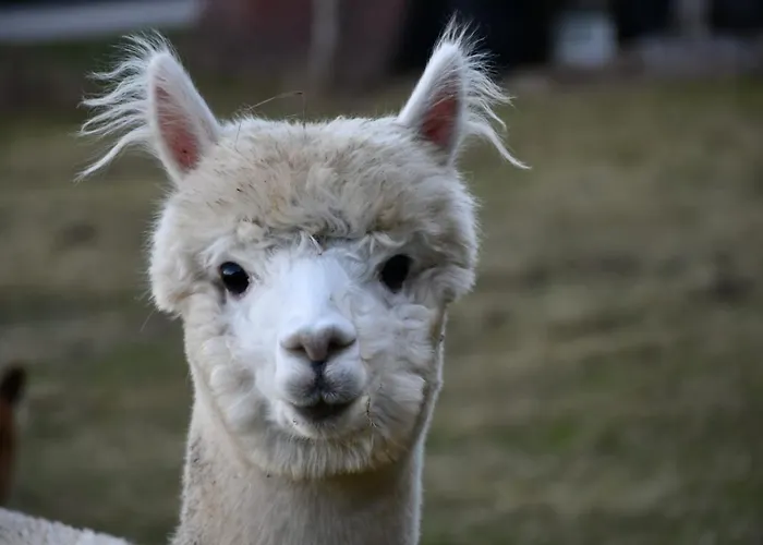 شقة Gaestehaus Dworschak ليوتسشاخ