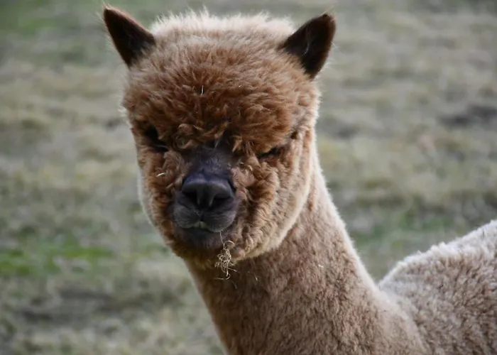 Gaestehaus Dworschak ليوتسشاخ